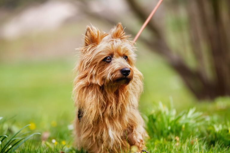 Australian terrier