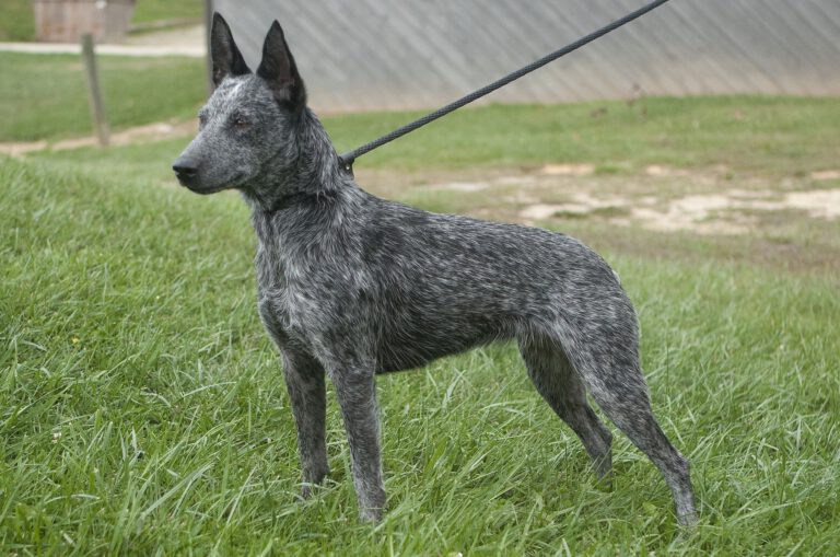 Australian stumpy tail cattle dog