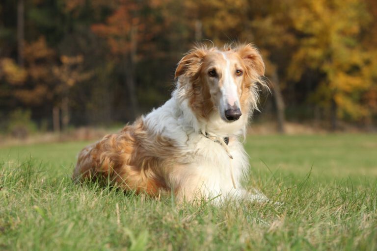 Barzoi