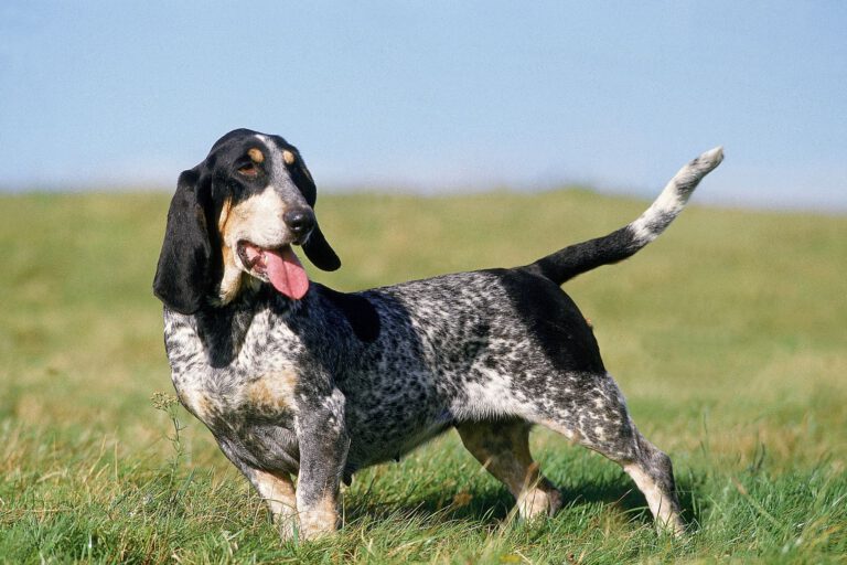 Basset blue de gascogne