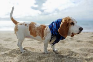Bassethound