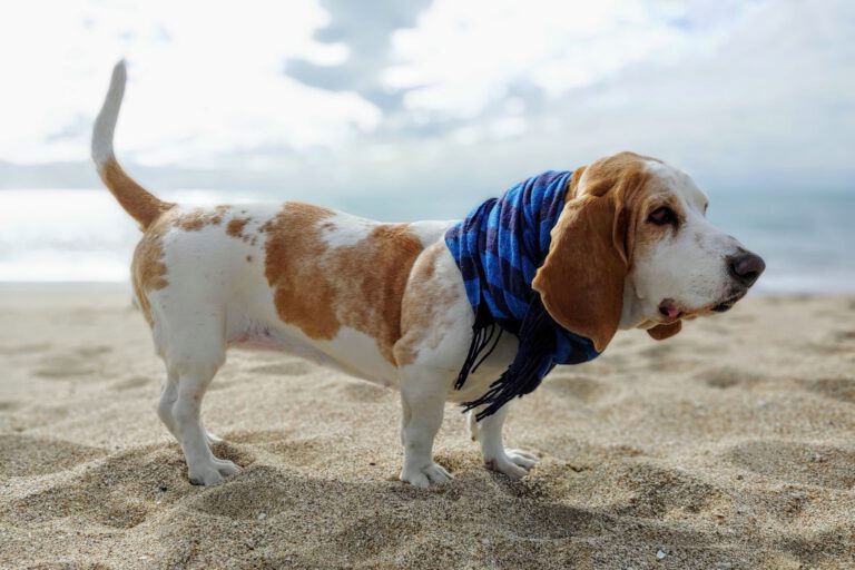 Bassethound