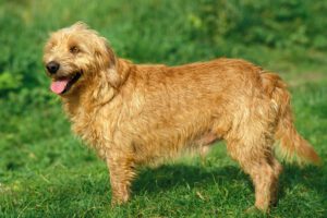 Bassett fauve de bretagne
