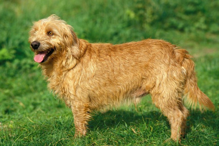 Bassett fauve de bretagne
