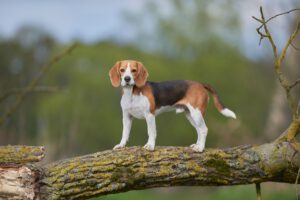 Beagle