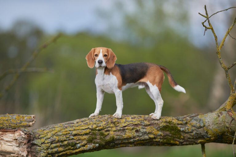 Beagle