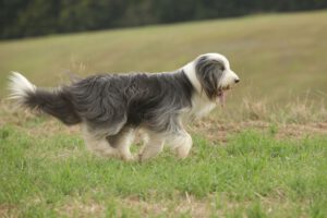 Bearded collie