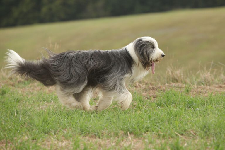 Bearded collie