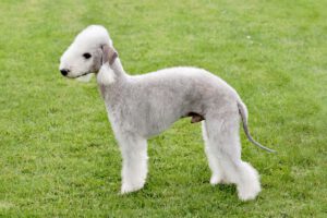 Bedlington terrier