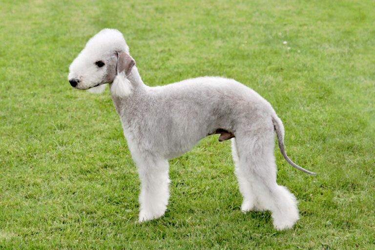 Bedlington terrier