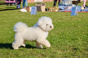 Bichon a poil frise