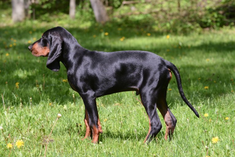 Black and tan coonhound