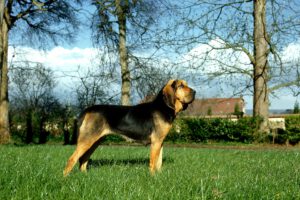 Bloodhound chien de saint-ubert