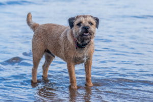 Border terrier