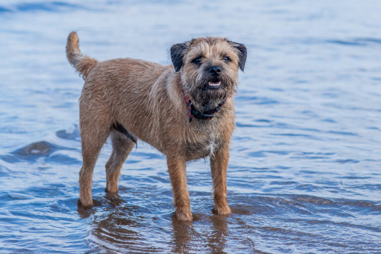 Border terrier