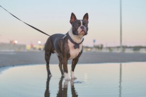 Boston terrier