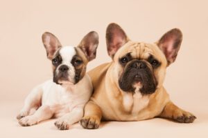 Bouledogue francese