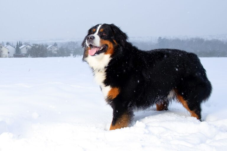 Bovaro del bernese
