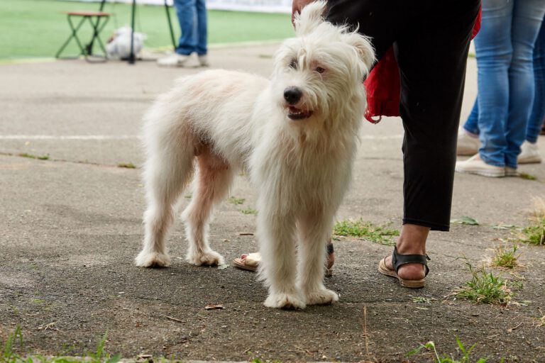 Bovaro delle ardenne