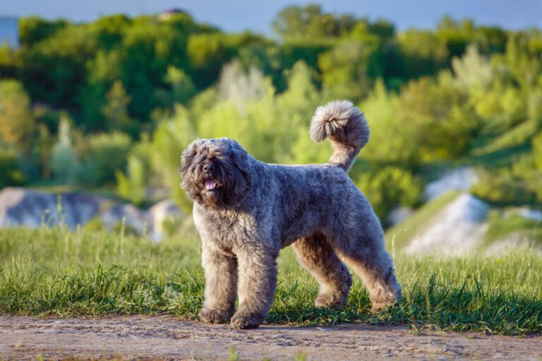 Bovaro delle fiandre