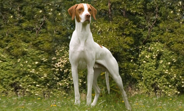 Bracco saint germain