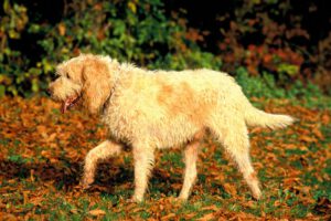 Briquet griffon vendeen