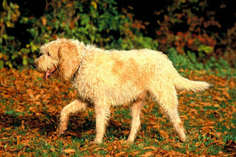 Briquet griffon vendeen