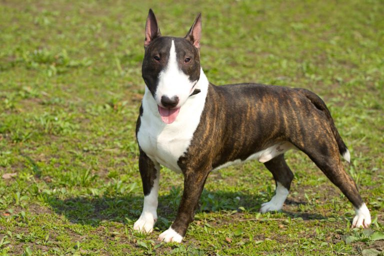 Bull terrier inglese