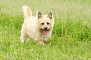 Cairn terrier