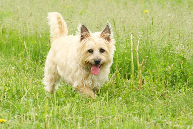 Cairn terrier