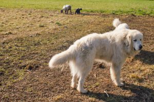 Cane da montagna dei pirenei