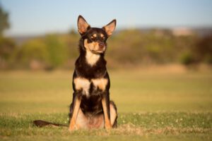 Cane da pastore australiano kelpie