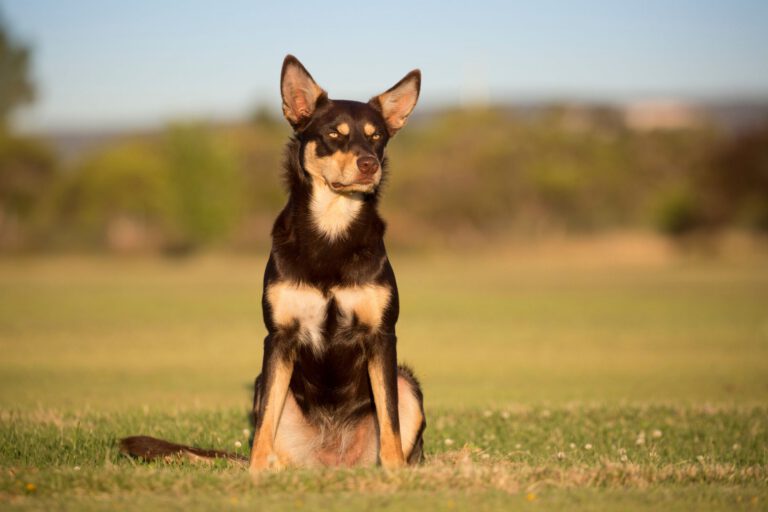 Cane da pastore australiano kelpie