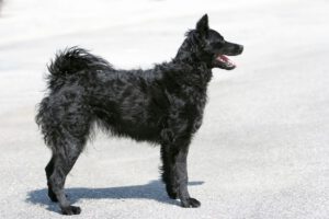 Cane da pastore croato