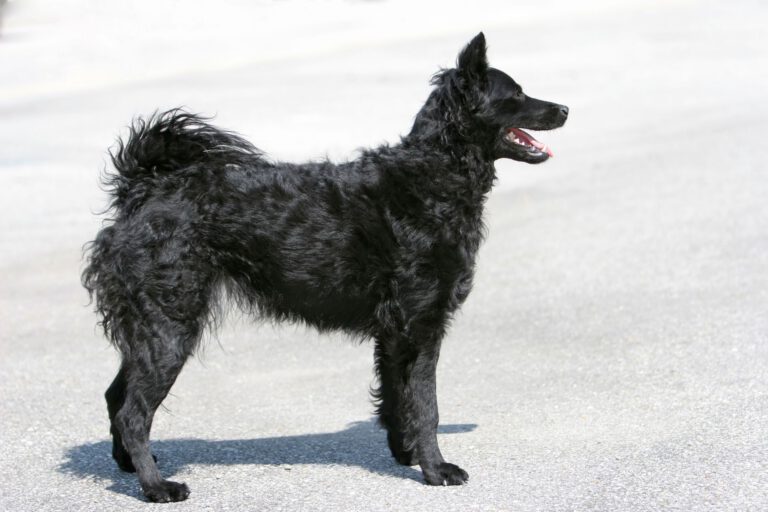 Cane da pastore croato