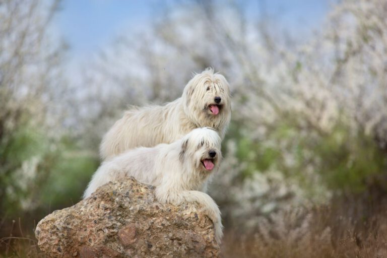 Cane da pastore della russia meridionale
