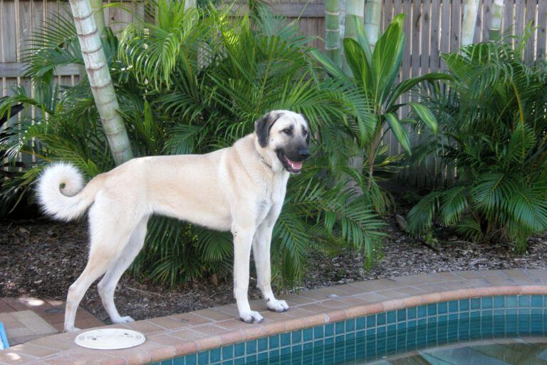 Cane da pastore dell’Anatolia