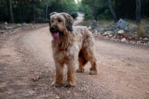 Cane da pastore di brie