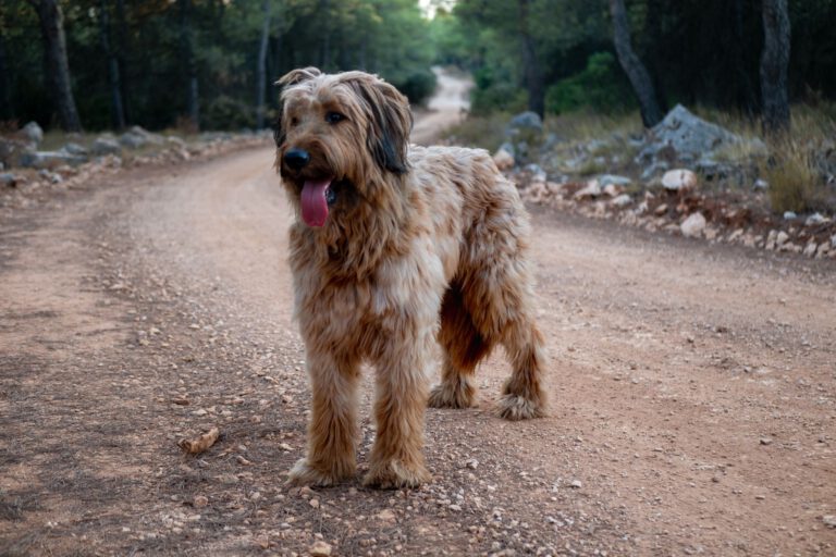 Cane da pastore di brie