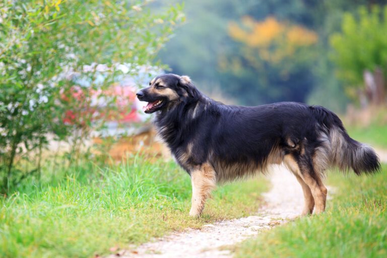 Cane da pastore di karst