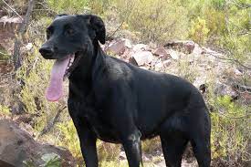 Cane da pastore mallorquin