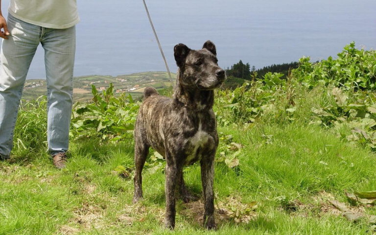 Cao fila de sao miguel