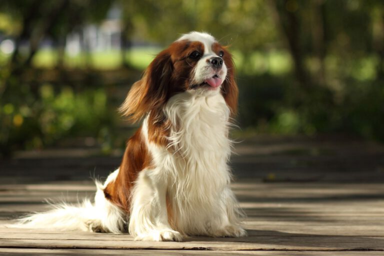 Cavalier king charles spaniel