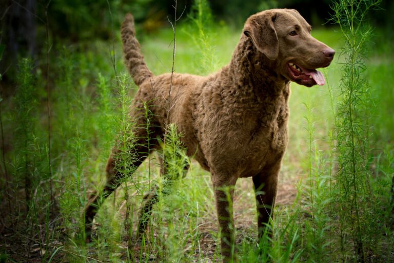 Chesapeake bay retriever