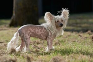 Chinese crested dog