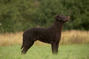 Curly-coated retriever