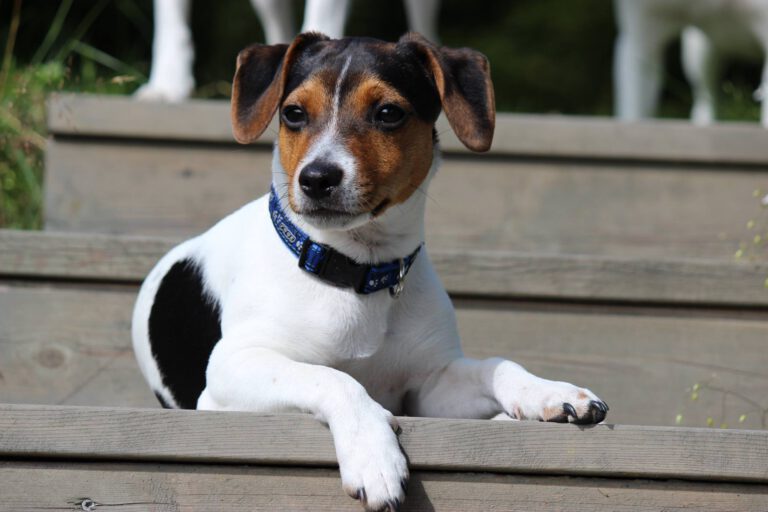 Dansk-svensk gardshund