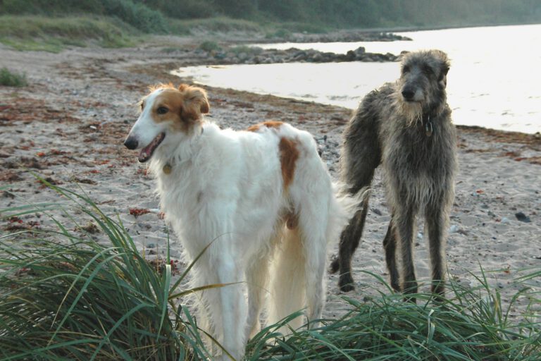 Deerhound