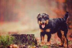 Deutscher jagdterrier