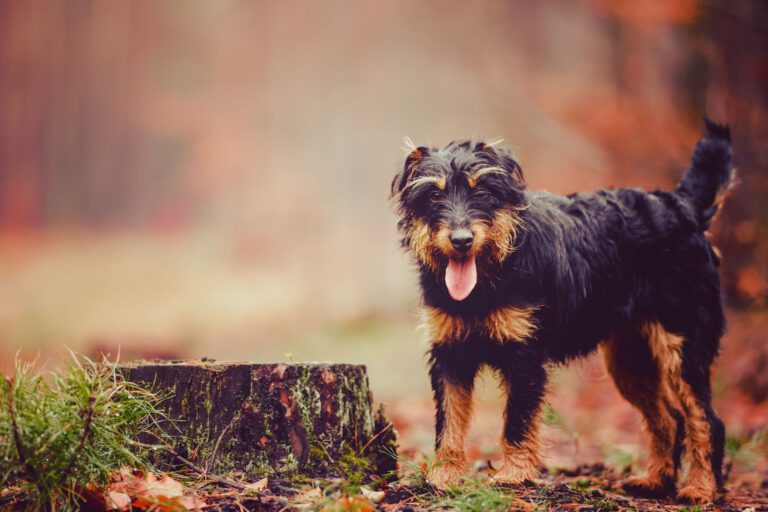 Deutscher jagdterrier